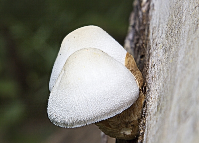 Mushroom Fall 2014